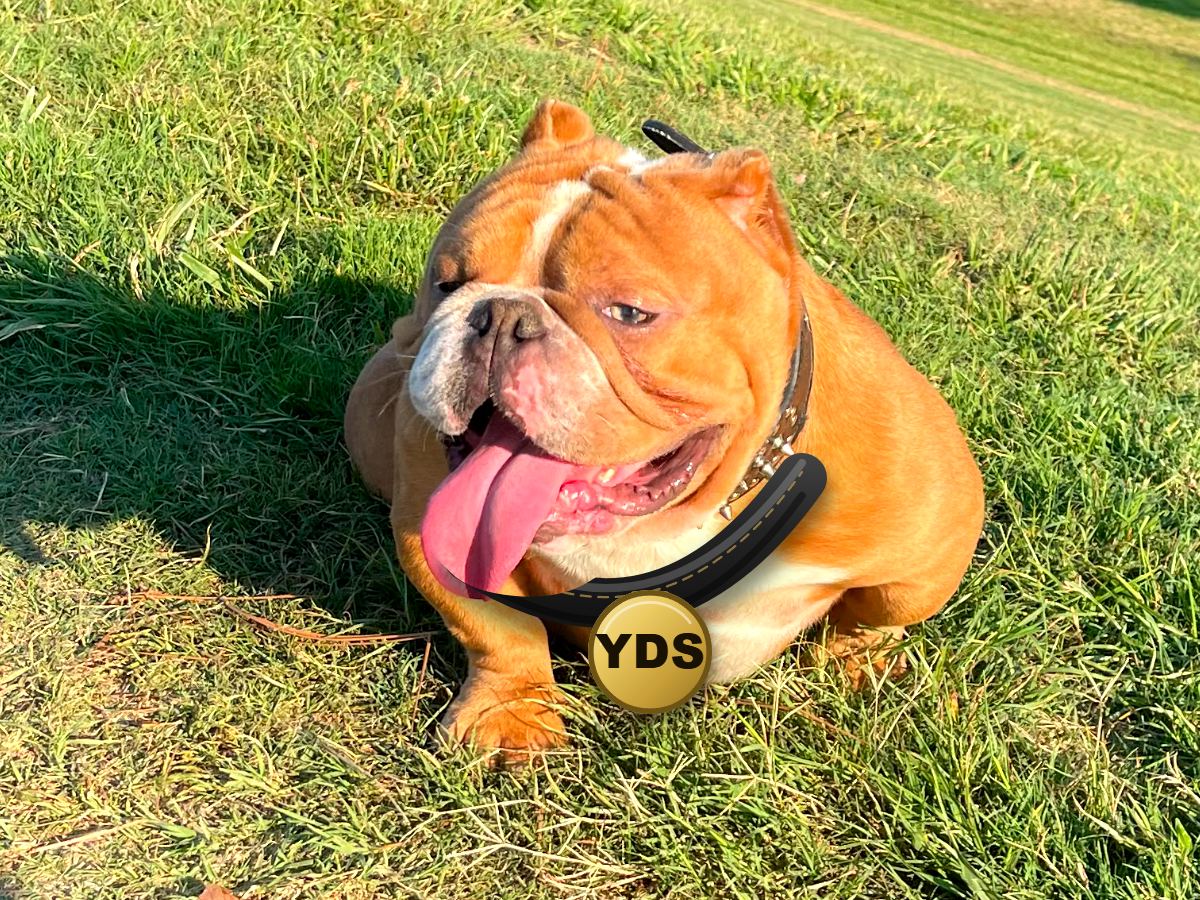 YDS animal-waste service bulldog mascot on a clean lawn